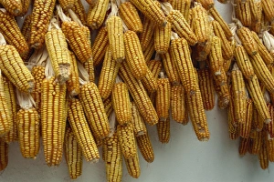 La Gomera Prints: Corn drying near Hermigua, La Gomera, Canary Islands, Spain, Atlantic, Europe
