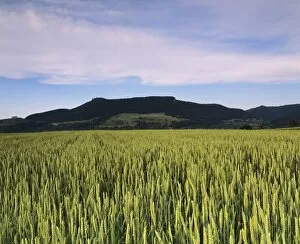 Images Dated 23rd August 2008: Corn field, Teckberg Mountain, Teck Castle, Kirchheim, Swabian Alb, Baden Wurttemberg, Germany