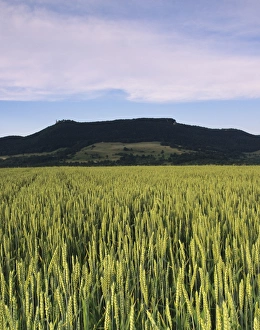 Images Dated 23rd August 2008: Corn field, Teckberg Mountain, Teck Castle, Kirchheim, Swabian Alb, Baden Wurttemberg, Germany