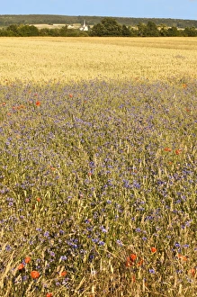 Poppies Prints: Corn fields with poppies and cornflowers, Normandy, France, Europe
