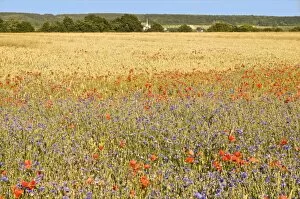 Images Dated 13th June 2008: Corn fields with poppies and cornflowers, Normandy, France, Europe
