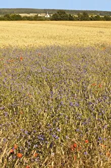 Images Dated 13th June 2008: Corn fields with poppies and cornflowers, Normandy, France, Europe