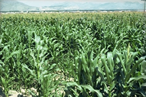 Corn near Granada