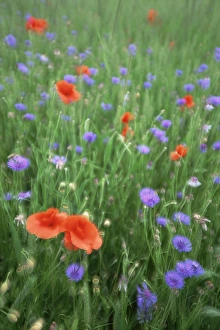 Poppy Prints: Corn poppy (Papaver rhoeas)