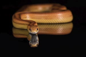 Black Background Prints: Corn Snake (Pantherophis Guttatus), captive, United States of America, North America