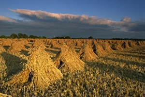 Corn Prints: Corn stacked in traditional stooks, Devon, England, United Kingdom, Europe