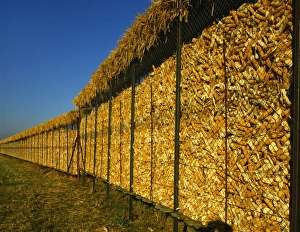Loire Valley Prints: Corn in a Storage, Loire Valley, France