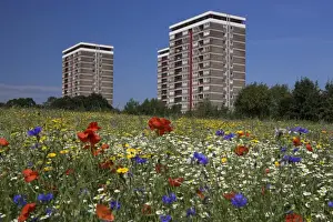 Annual Prints: Cornfield of annual summer wild flowers growing in urban, inner city setting