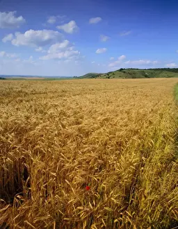 Buckingham Shire Prints: Cornfield, Ridgeway Path, Steps Hill and Ivinghoe Beacon, Chilterns, Buckinghamshire