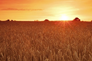 Cornfield in summer at sunset, Swabian Alps, Baden-Wurttemberg, Germany, Europe