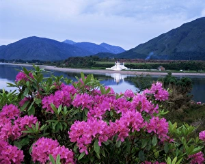 Rhododendron Prints: Corran lighthouse and Loch Linnhe