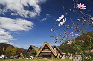 Cosmos flowers at the UNESCO World Heritage Site of Gassho Zukkuri