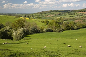 Cotswolds Prints: Cotswold landscape, near Winchcombe