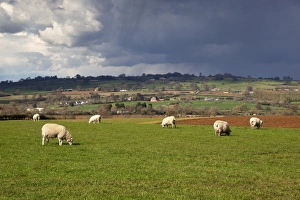Ovis Aries Prints: Cotswold landscape with sheep, Chipping Campden, Cotswolds, Gloucestershire, England