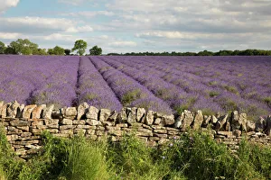 Abundance Prints: Cotswold Lavender field with Cotswold dry stone wall