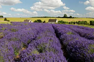 Vanishing Point Gallery: Cotswold Lavender, Snowshill, Cotswolds, Gloucestershire, England, United Kingdom, Europe