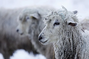 Farm Animal Prints: Cotswold Lion sheep in snow, Bourton-on-the-Hill, Cotswolds, Gloucestershire, England