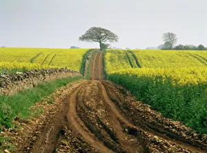 Track Prints: The Cotswolds, near Cirencester, Gloucestershire, England, United Kingdom, Europe