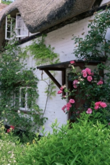 Rose Prints: Cottage and flowers, Wherwell, Hampshire, England, United Kingdom, Europe