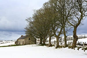 Ovis Aries Prints: Cottage and trees, Torr Head, County Antrim, Ulster, Northern Ireland, United Kingdom