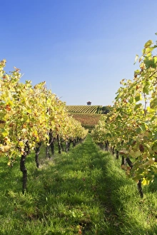 Growing Prints: Cottage in vineyards in autumn, Uhlbach, Baden-Wurttemberg, Germany, Europe