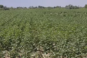 Images Dated 7th August 2009: Cotton field, Karakalpakstan, Uzbekistan, Central Asia, Asia