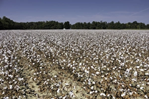 Alabama Prints: Cotton fields in Alabama, United States of America, North America