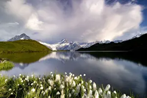 Grindelwald Prints: Cotton grass in bloom surrounding Bachalpsee lake and mountains, Grindelwald