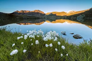Cotton Grass Prints: Cotton grass frames the rocky peaks reflected in Lake Umbrail at sunset, Stelvio Pass