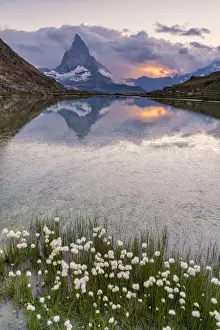 Mountain Peak Prints: Cotton grass on the shore of lake Riffelsee with the Matterhorn in the background