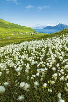 Wild Flower Prints: Cotton grass during summer bloom, Gjogv, Eysturoy island, Faroe Islands, Denmark