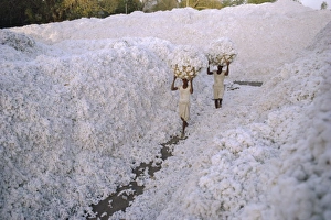 Strong Prints: The cotton harvest