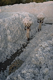 Gujarat Prints: Cotton harvest, Gujarat state, India, Asia