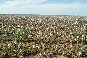 Texas Prints: Cotton, Texas