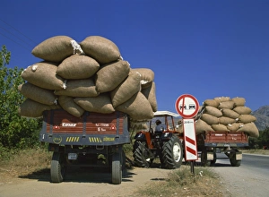 Tractor Prints: Cotton being transported to auction, Ganakale, Anatolia, Turkey, Asia Minor, Eurasia