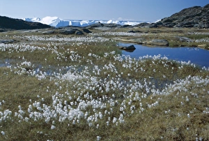 Fragile Prints: Cottongrass