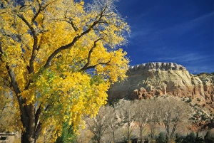Cottonwood Prints: Cottonwood