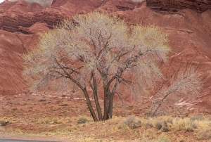 Capitol Reef Prints: Cottonwood tree, Capitol Reef National Park