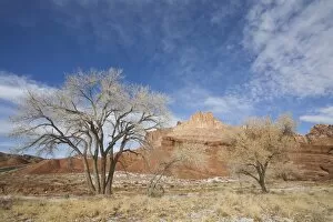 Cottonwood tree and The Castle, Capitol Reef National Park, Utah, United States of America