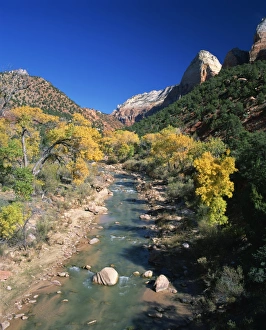 Virgin River Prints: Cottonwood trees in golden fall colours along the banks