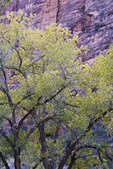 Images Dated 15th November 2007: Cottonwood trees, Zion National Park in autumn, Utah, United States of America