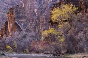 Images Dated 12th November 2007: Cottonwood by the Virgin River, The Pulpit, Zion National Park in Autumn