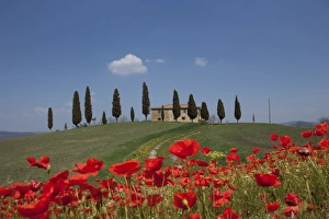 Pienza Prints: Country home and poppies, near Pienza, Tuscany, Italy, Europe