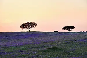 Silhouettes Prints: Country landscape with trees and purple flowers under the sky in Alentejo region of Portugal during sunset