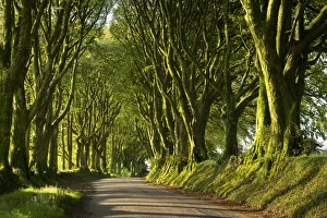 The Way Forward Prints: Country lane under avenue of trees, Bridestowe, Dartmoor, Devon, England, United Kingdom
