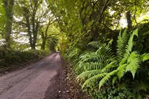Country lane, Bodmin Moor, Cornwall, England, United Kingdom, Europe