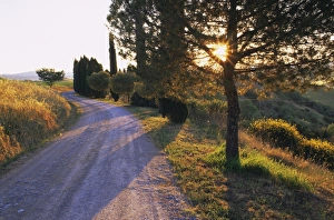 Pienza Prints: Country lane at sunrise