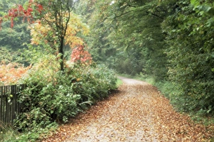 Hope Prints: Country road with autumn leaves and colourful trees