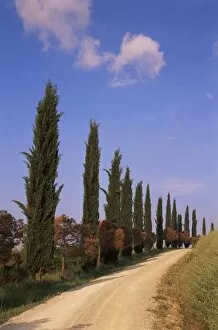 Country road with cypres s trees near s an Quirico