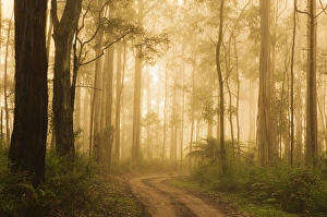 Australian Prints: Country road in fog, Dandenong Ranges, Victoria, Australia, Pacific